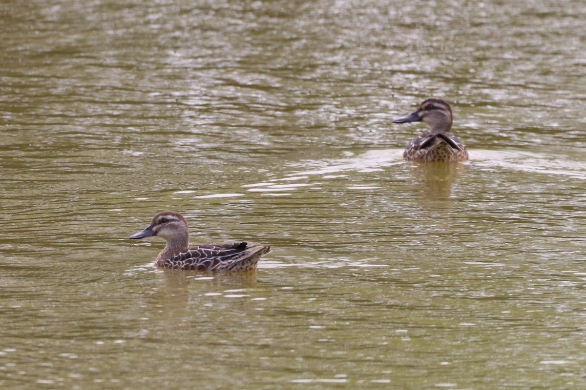 Garganey - ML534966631