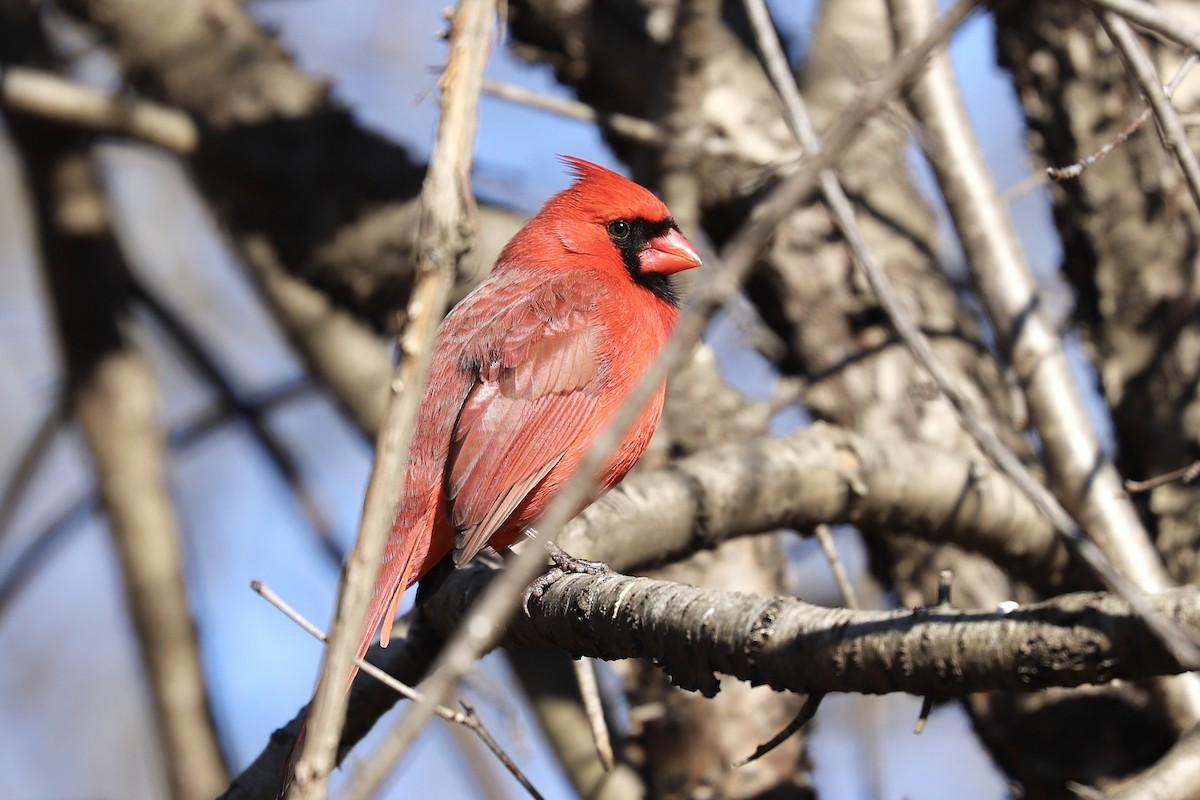 Northern Cardinal - ML534966661