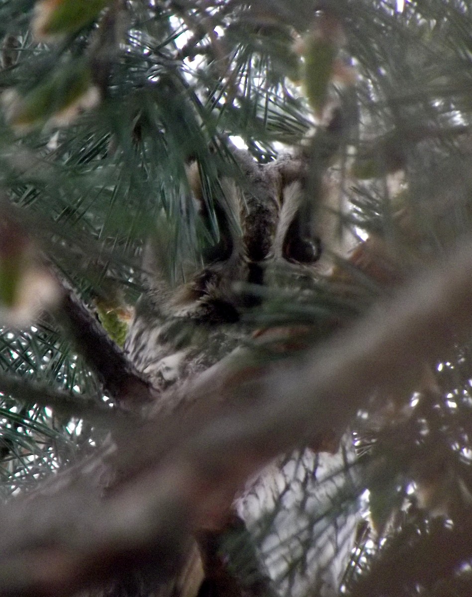 Long-eared Owl - ML53496691