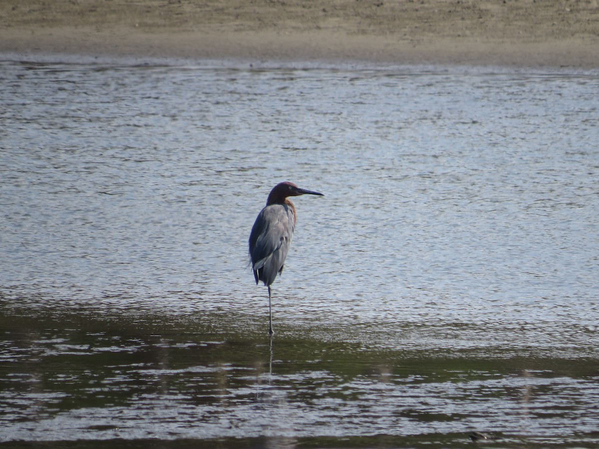 Reddish Egret - Alex Loya