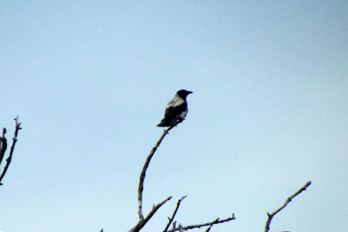 Hooded Crow - Denis Ćoso