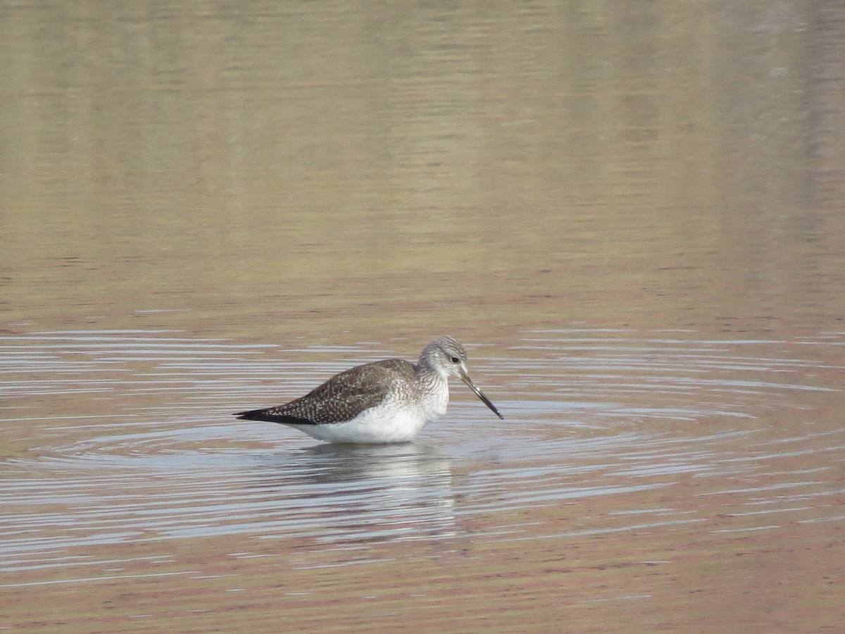 Greater Yellowlegs - ML534968531