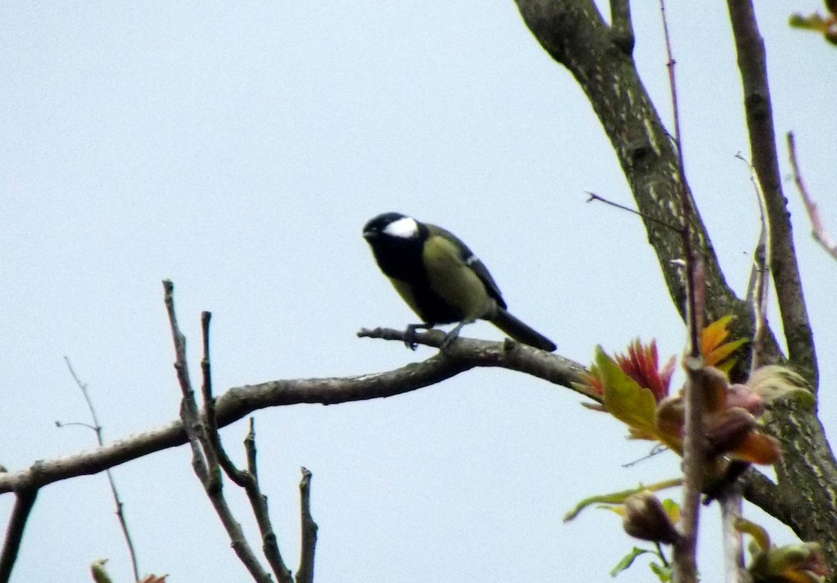 Great Tit - ML53496871