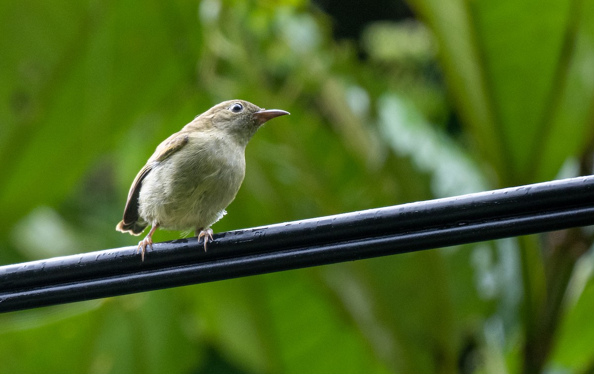 Buzzing Flowerpecker (obscurum/cagayanense) - ML534968991