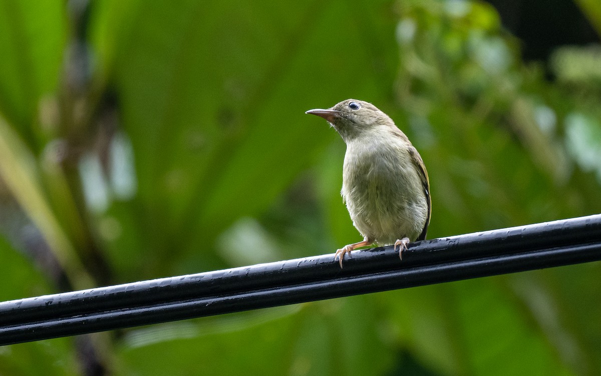 Buzzing Flowerpecker (obscurum/cagayanense) - ML534969011
