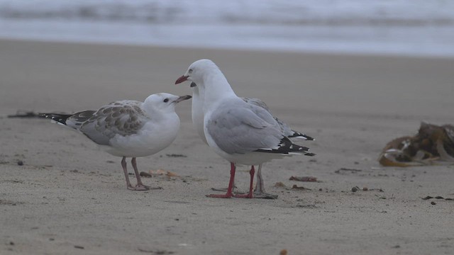 Gaviota Plateada - ML534970701