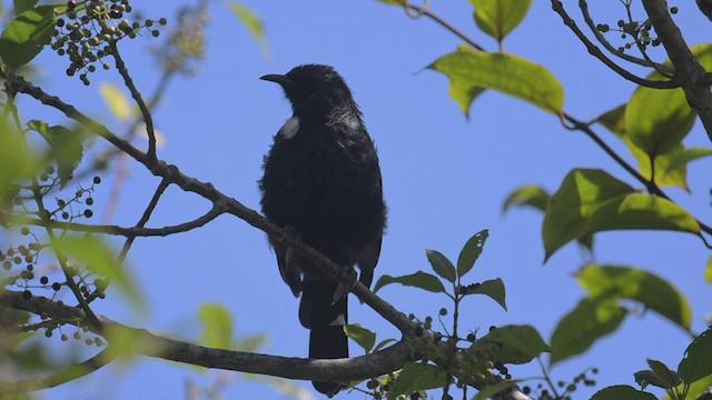 Mielero Tui - ML534970721