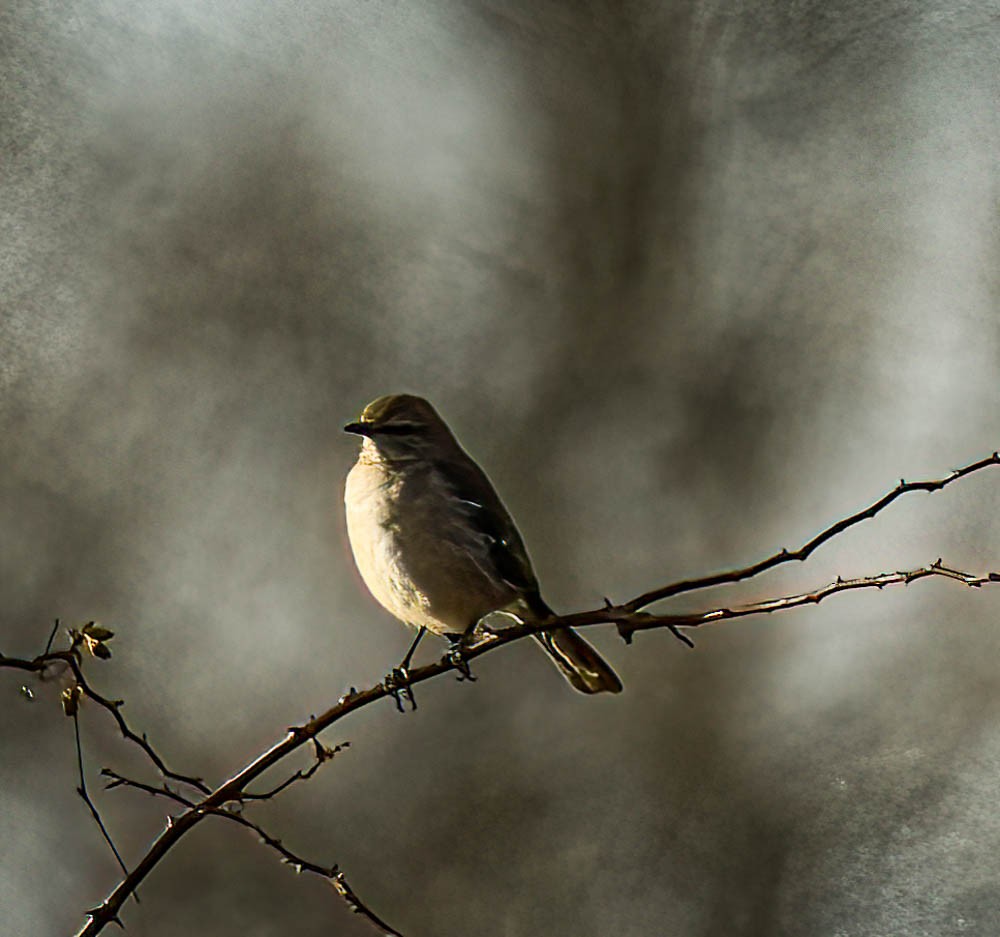 Northern Mockingbird - ML534971211