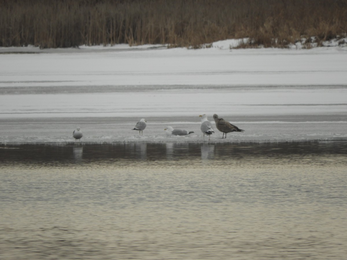 American Herring Gull - ML534971751