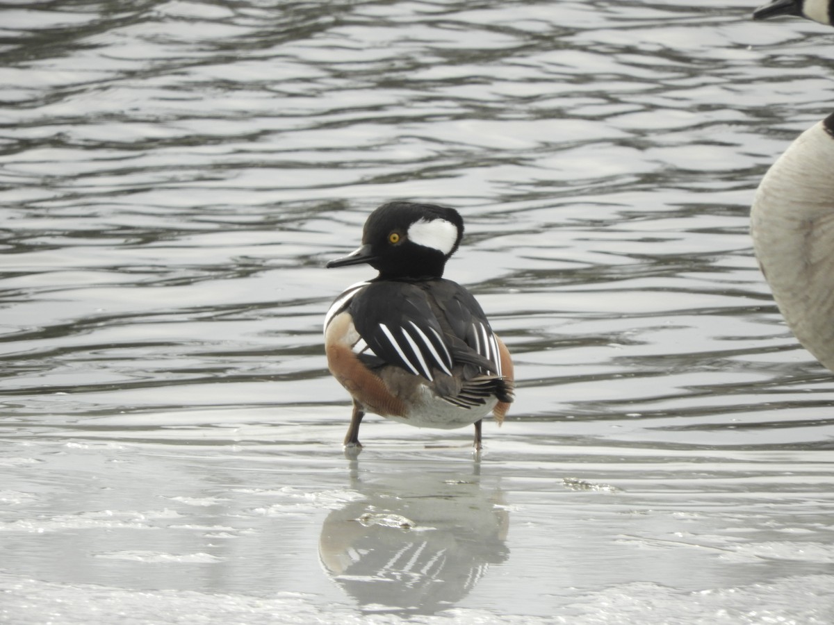 Hooded Merganser - ML534971851