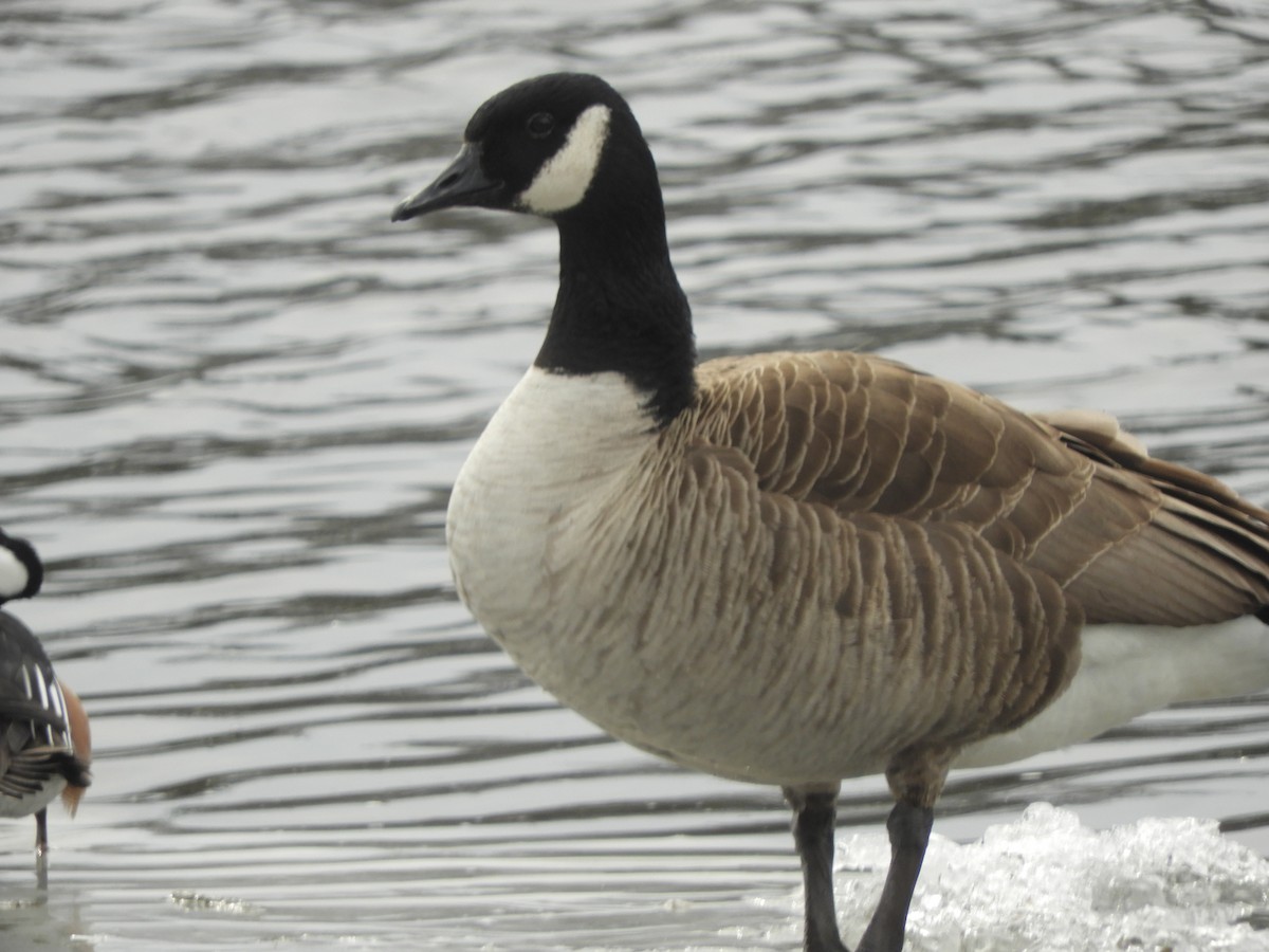 Canada Goose - ML534971881