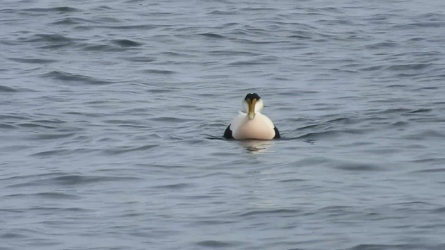 Common Eider (Dresser's) - ML534972291