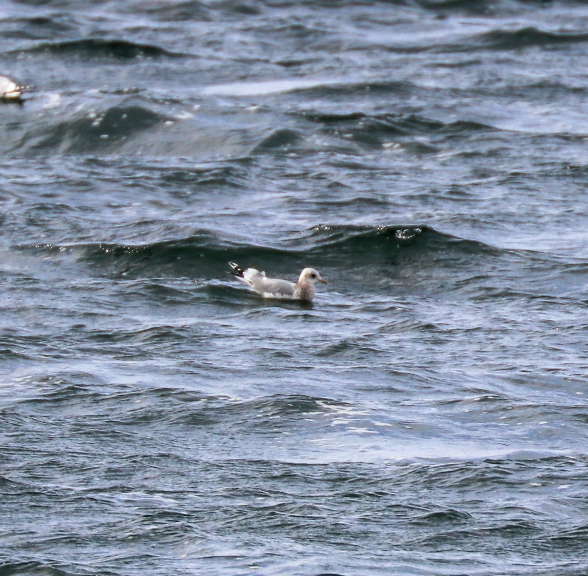 Short-billed Gull - Heather Rowan