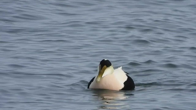 Common Eider (Dresser's) - ML534973521