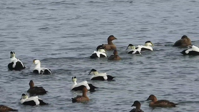 Common Eider (Dresser's) - ML534974451