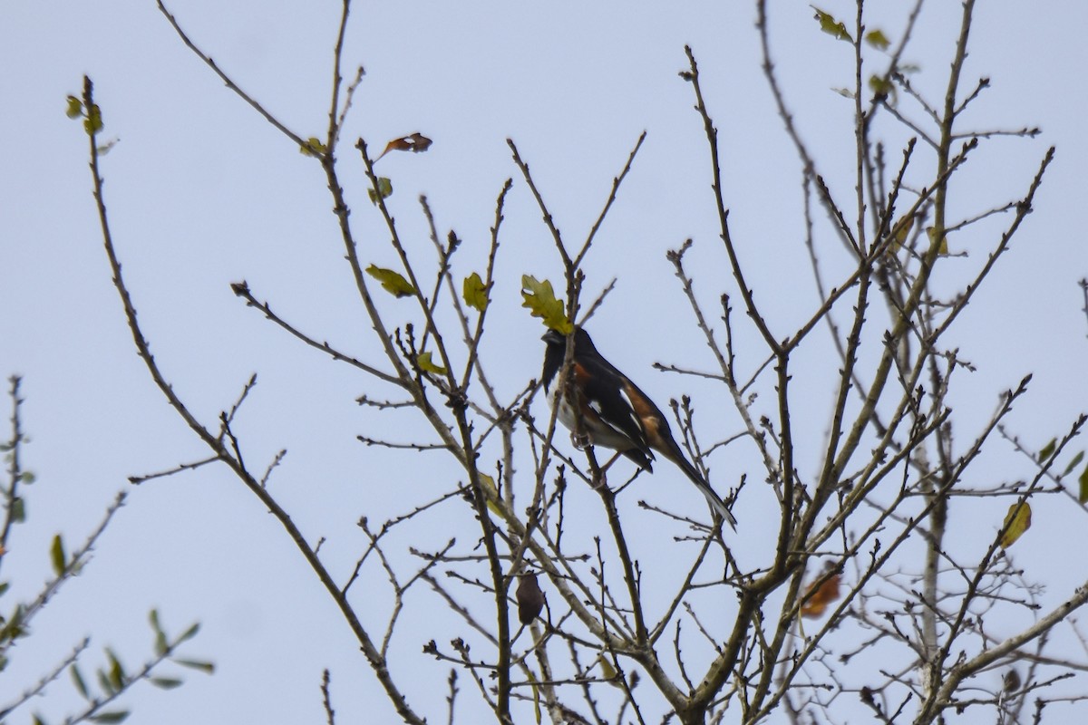 Eastern Towhee - Tom and Janet Kuehl