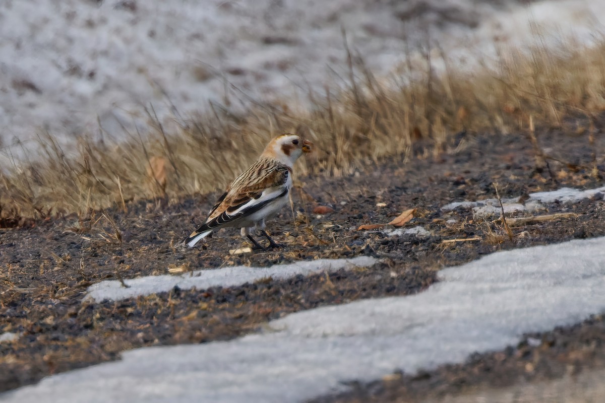 Snow Bunting - Dina Perry