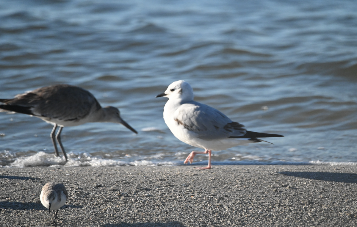 Bonaparte's Gull - Heather Buttonow