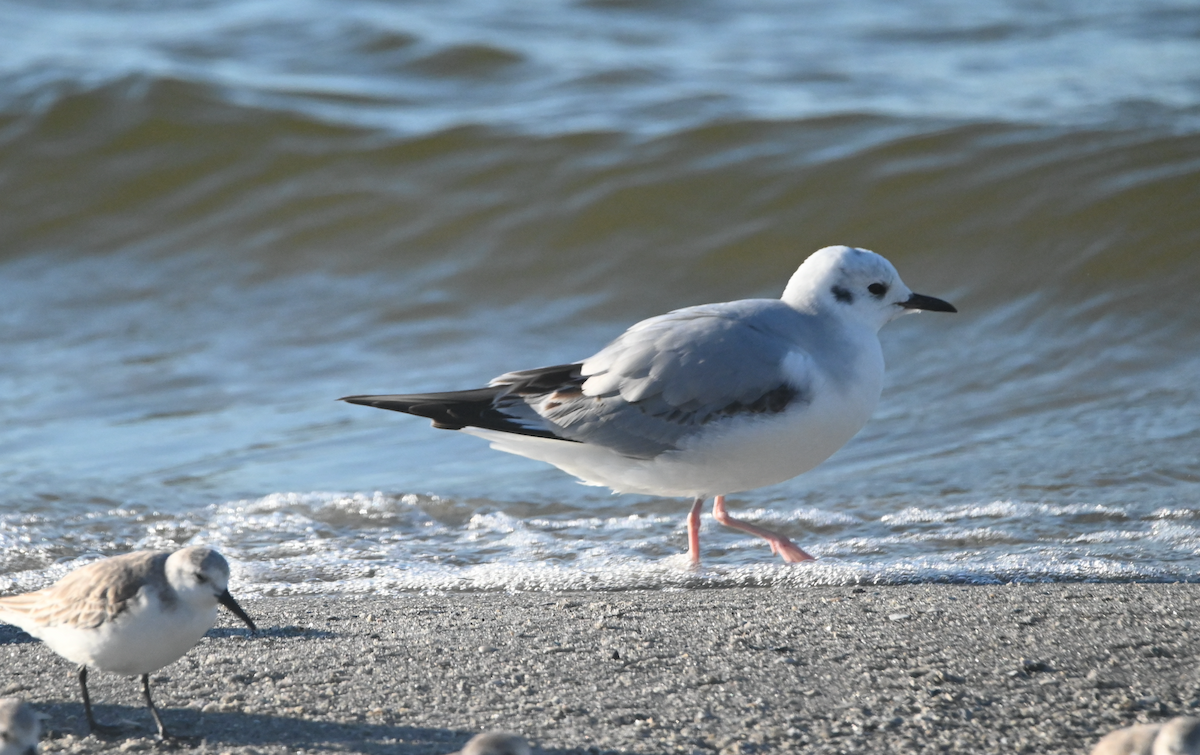 Bonaparte's Gull - ML534975251