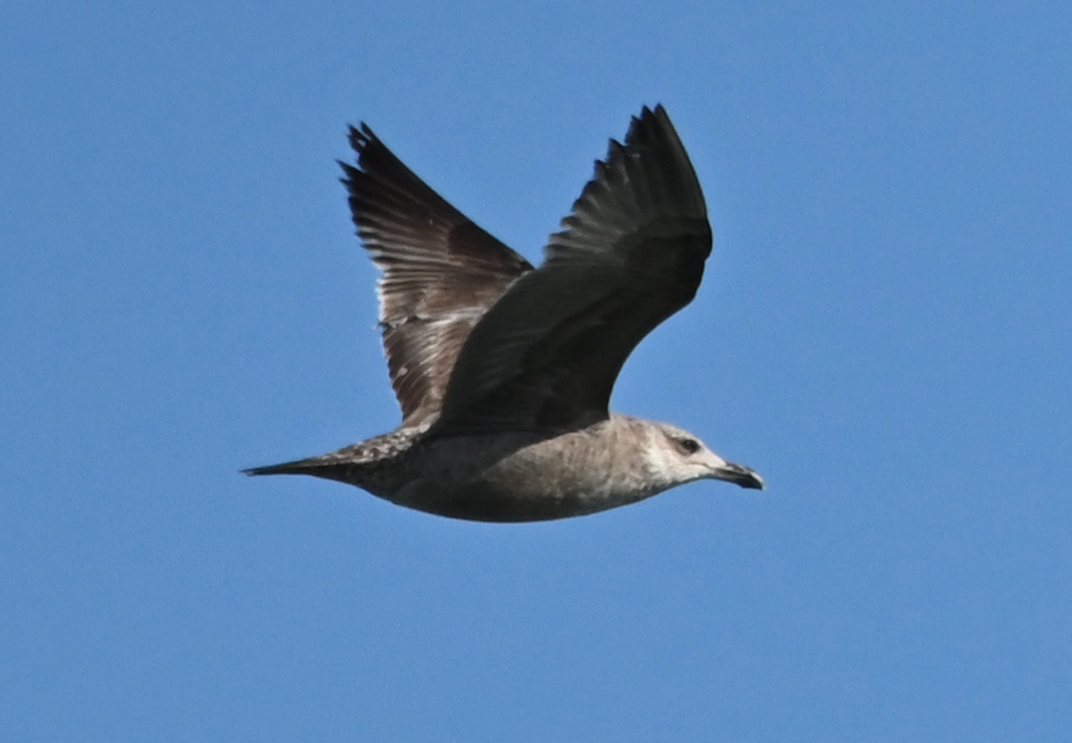 Herring Gull - Heather Buttonow