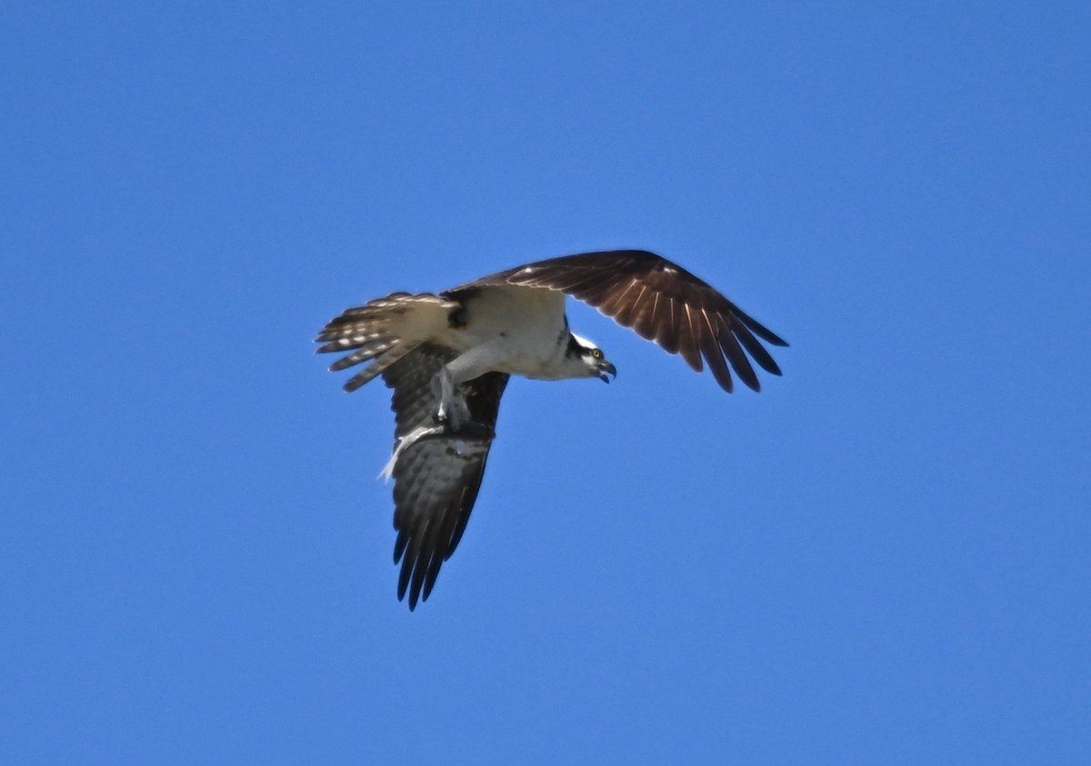 Águila Pescadora - ML534975531