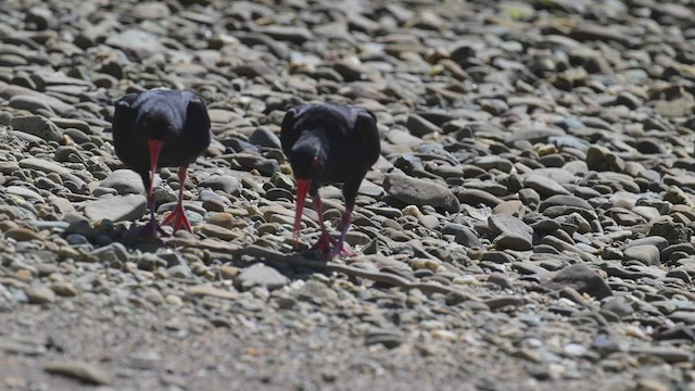 Variable Oystercatcher - ML534975541