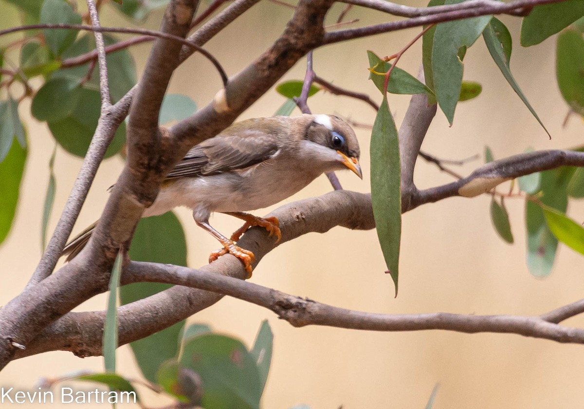 Black-chinned Honeyeater (Black-chinned) - ML534975591