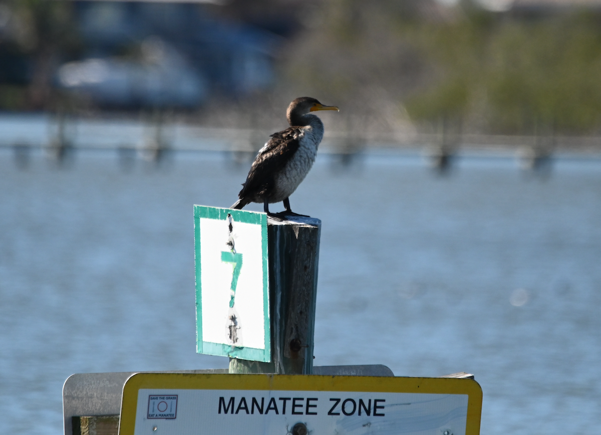 Double-crested Cormorant - Heather Buttonow