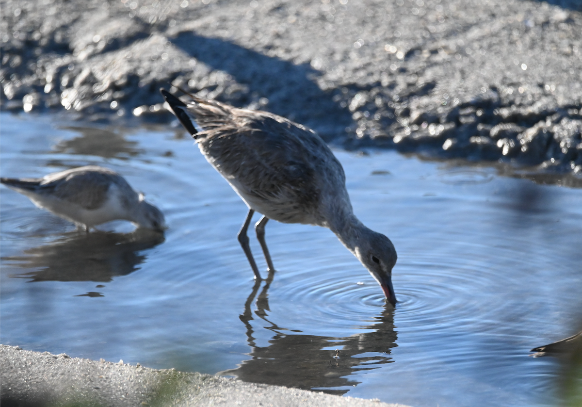 Willet - ML534975821