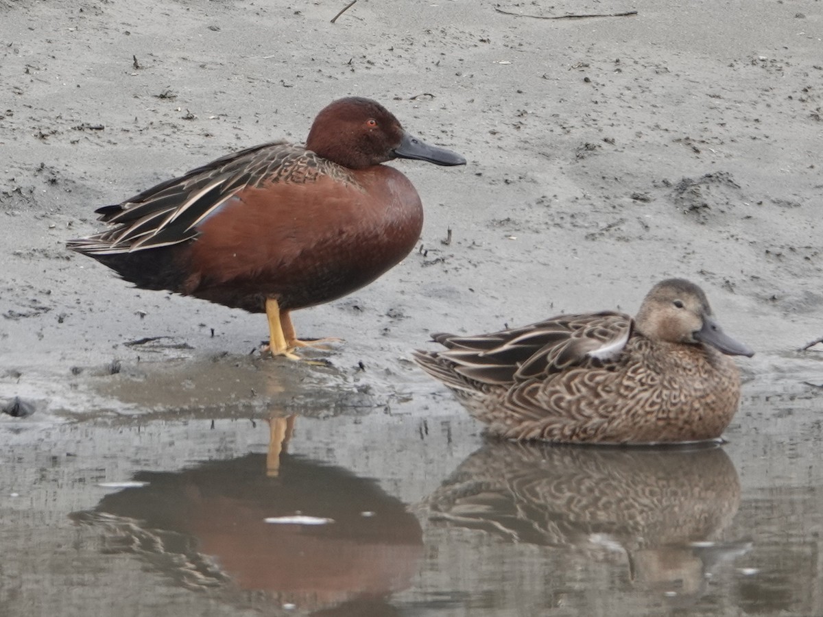 Cinnamon Teal - Gary Martindale