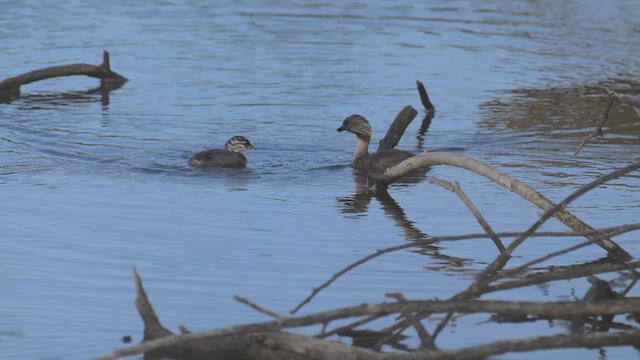 Hoary-headed Grebe - ML534975841