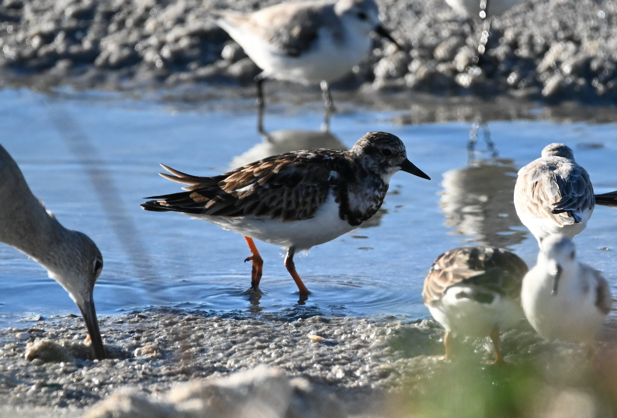 Ruddy Turnstone - ML534975891