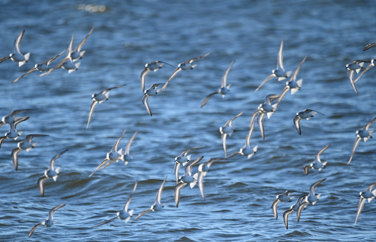 Sanderling - Heather Buttonow