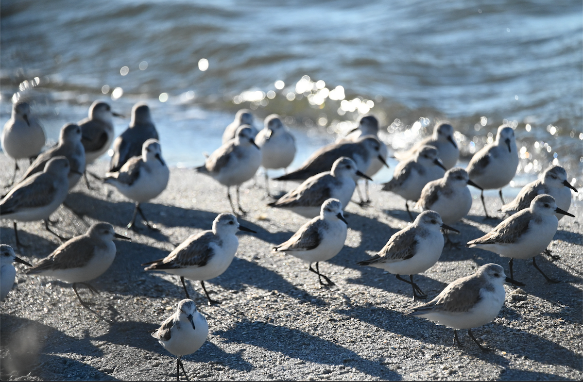 Sanderling - Heather Buttonow