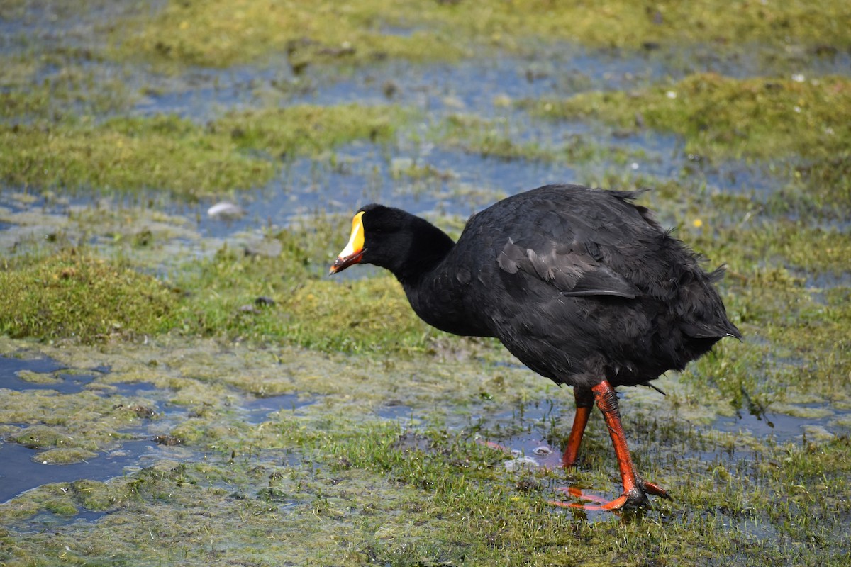 Giant Coot - ML534975991