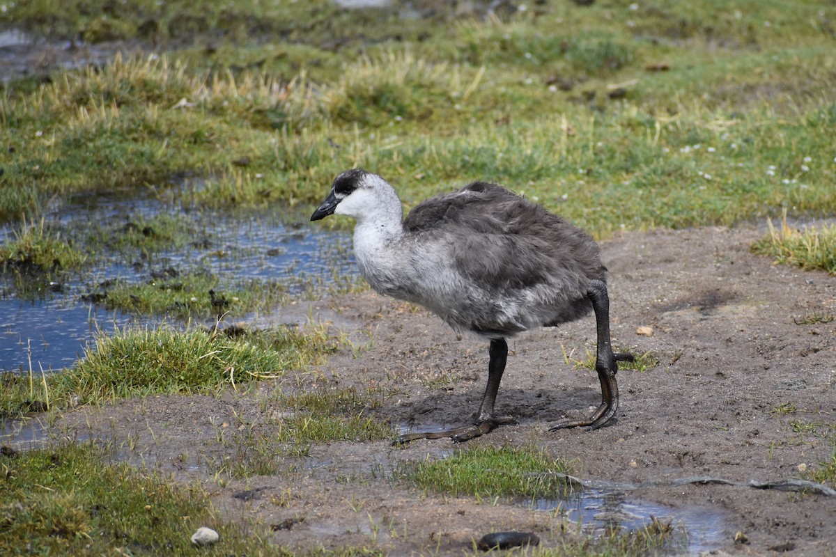 Giant Coot - ML534976041