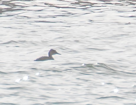 Red-necked Grebe - ML534976051