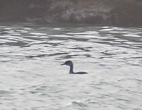 Red-necked Grebe - ML534976061