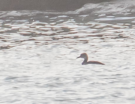 Red-necked Grebe - ML534976071