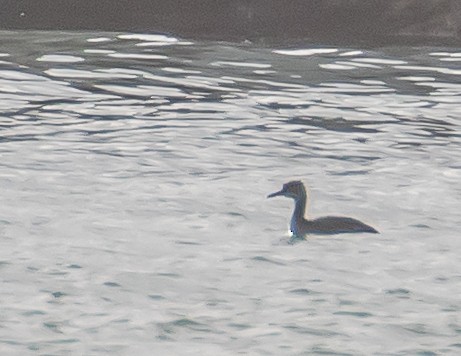 Red-necked Grebe - ML534976081