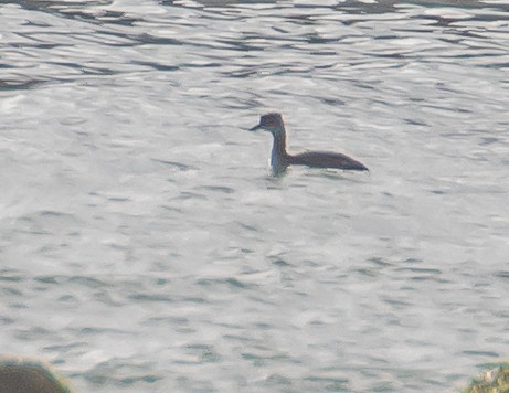 Red-necked Grebe - ML534976091