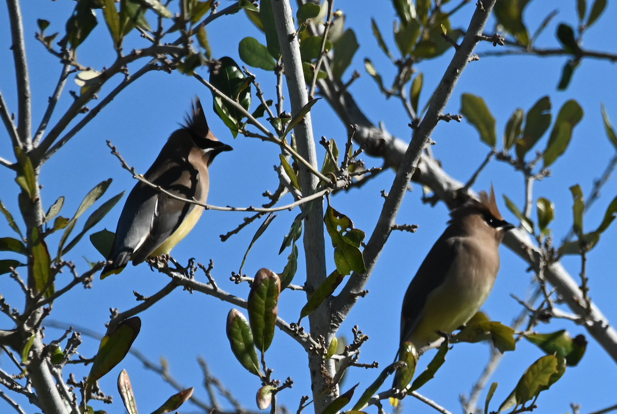 Cedar Waxwing - ML534976201