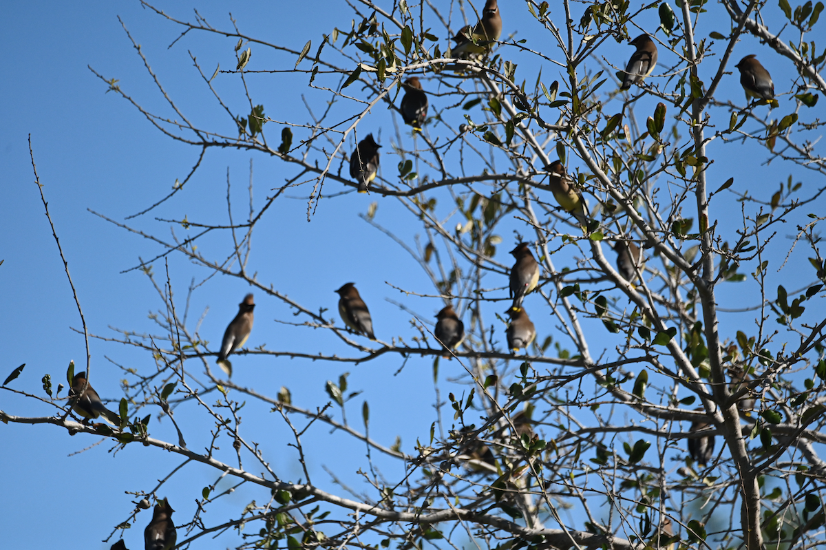 Cedar Waxwing - ML534976221