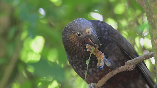 New Zealand Kaka - ML534976341