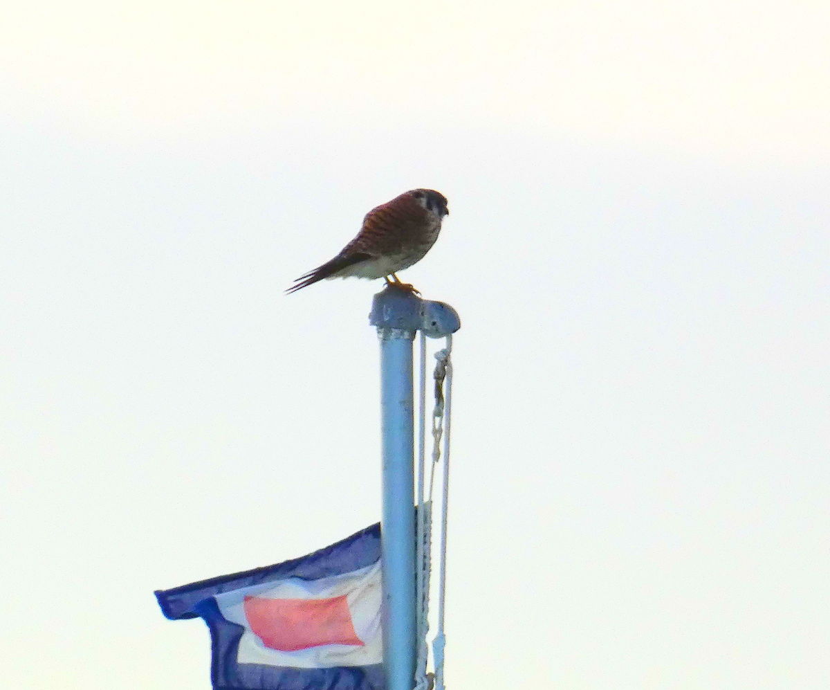 American Kestrel - ML534977481