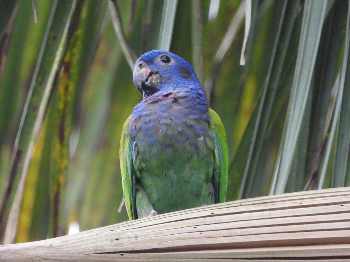 Pione à tête bleue - ML534977581