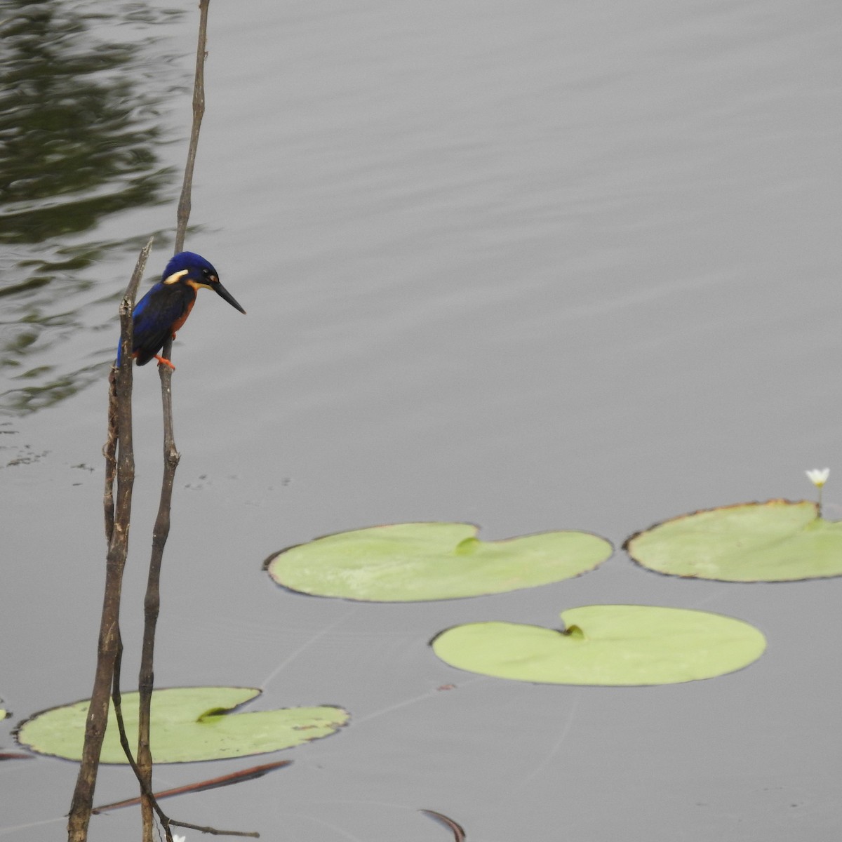 Martin-pêcheur à dos bleu - ML534980101