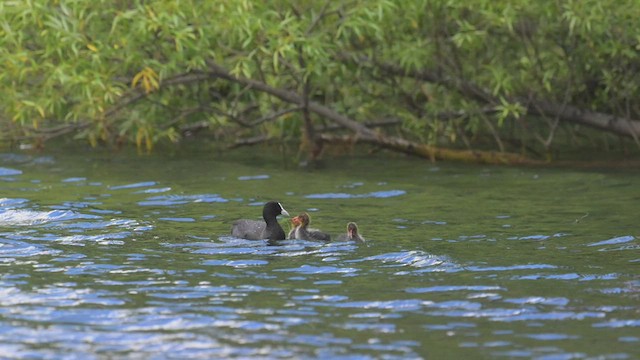 Eurasian Coot - ML534980531