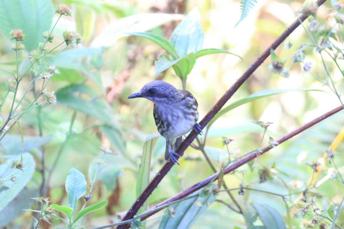 Visayan Rhabdornis - Charles Davies