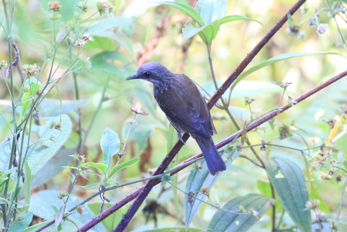 Visayan Rhabdornis - Charles Davies